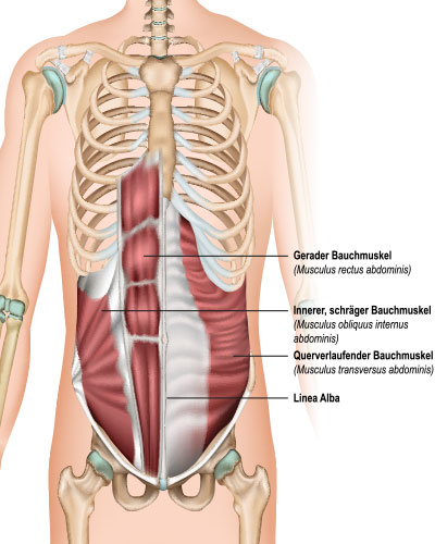 Unterleib anatomie mann Anatomie Unterleib