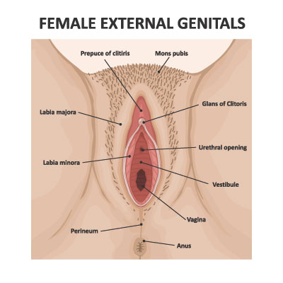 Innere schamlippe wikipedia große Vulva