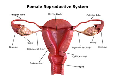 Nach schwanger gekippt gebärmutter hinten Umgekehrter Uterus: