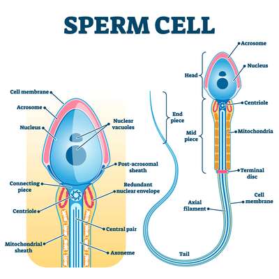 Heilmittel sperma als Neues Gesundheitsmittel
