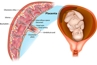 Gebärmutter ohne schwangerschaft ultraschall Vaginaler Ultraschall