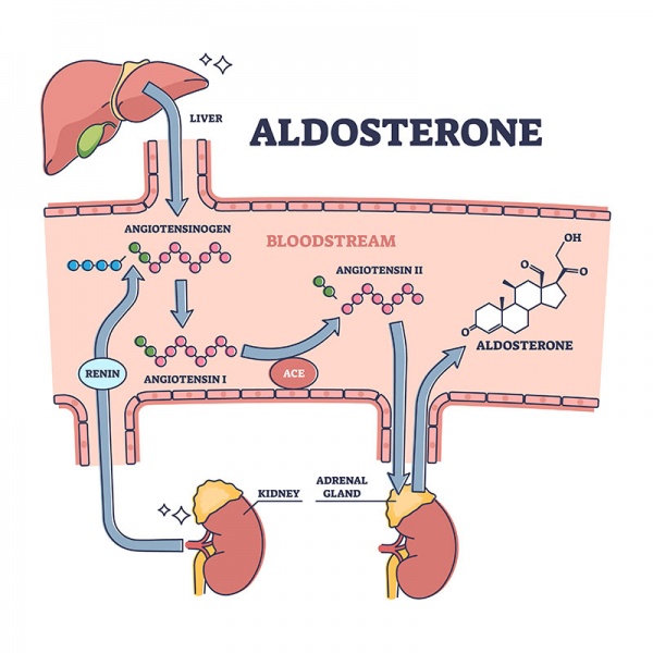 Datei:Aldosteron.jpg