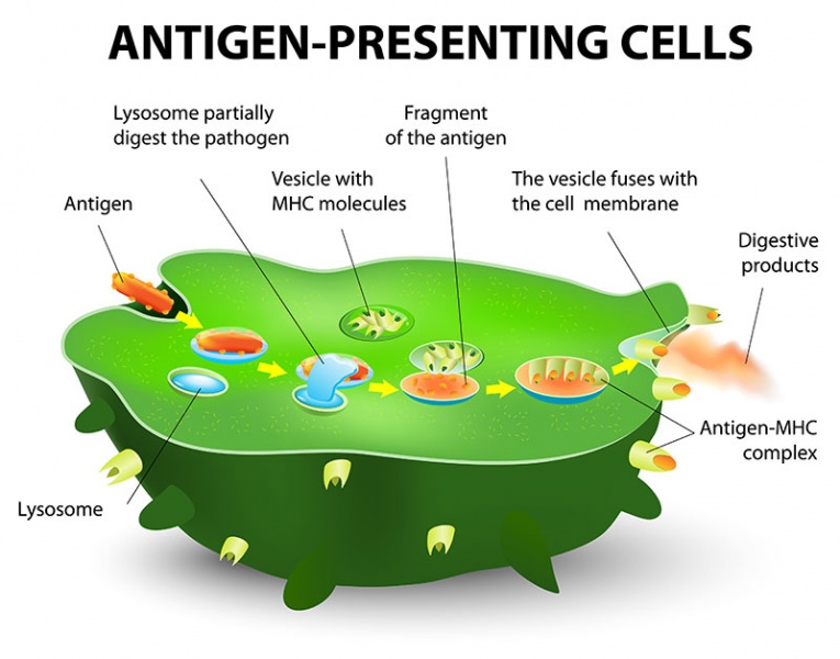 Datei:Antigene.jpg