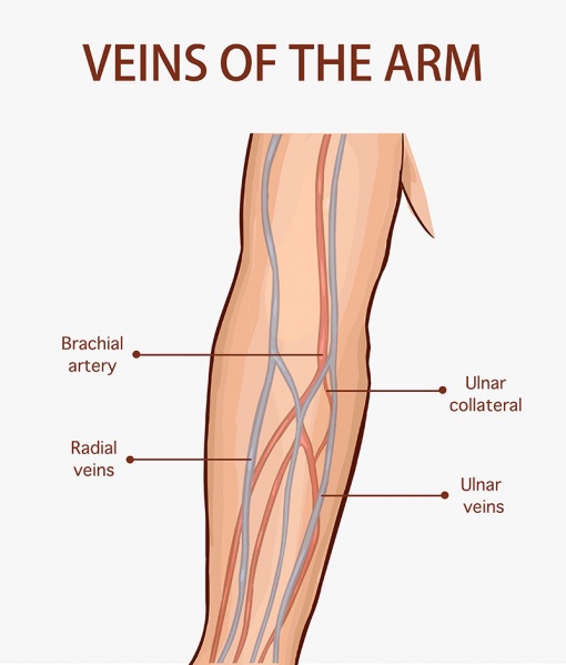 Datei:Arteria brachialis.jpg