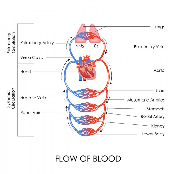 Datei:Arteria pulmonalis.jpg