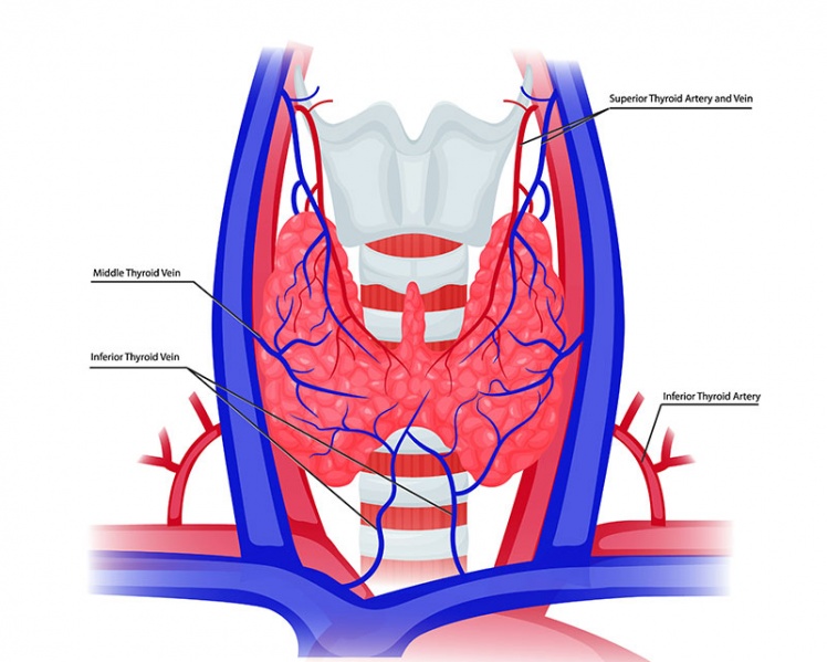 Datei:Arteria thyroidea superior.jpg