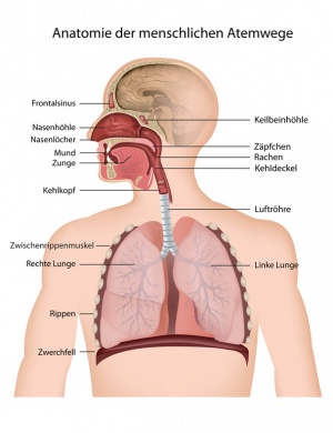 Atemwege – Aufbau, Funktion & Krankheiten  MedLexi.de