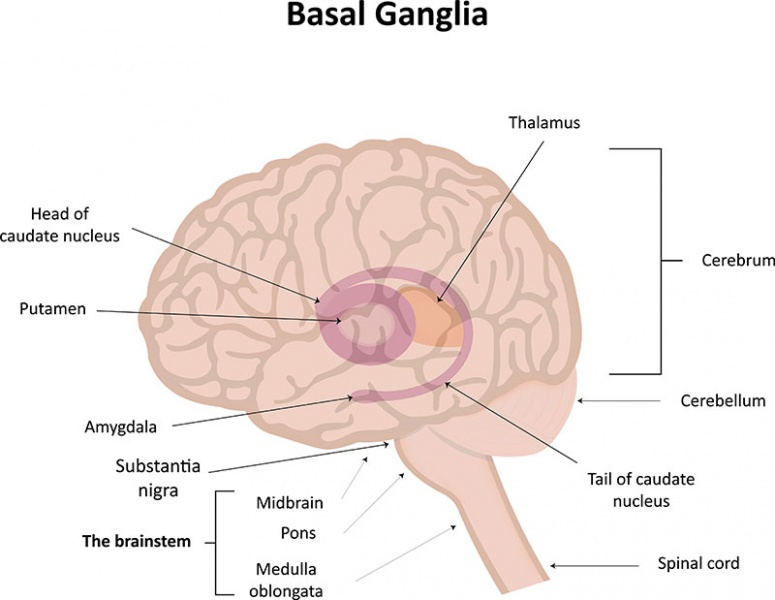 Datei:Basalganglien.jpg