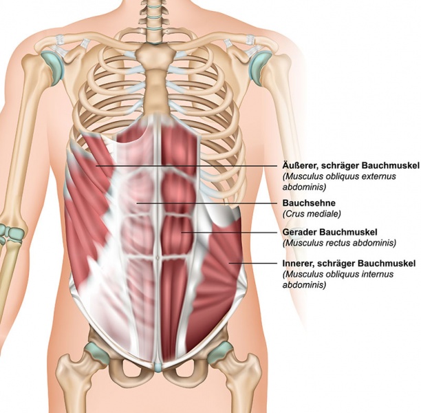 Datei:Bauchmuskeln.jpg
