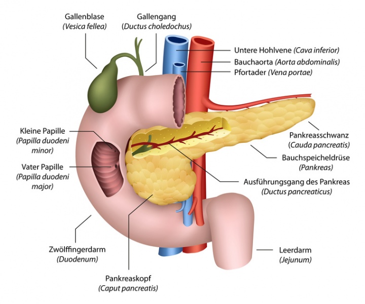 Datei:Bauchspeicheldruese.jpg