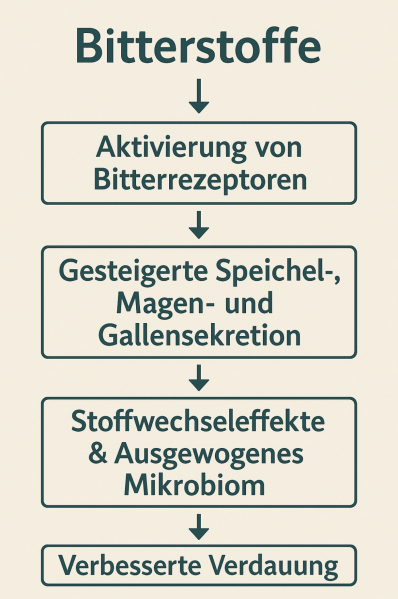 Datei:Bitterstoffe Stoffwechsel.png