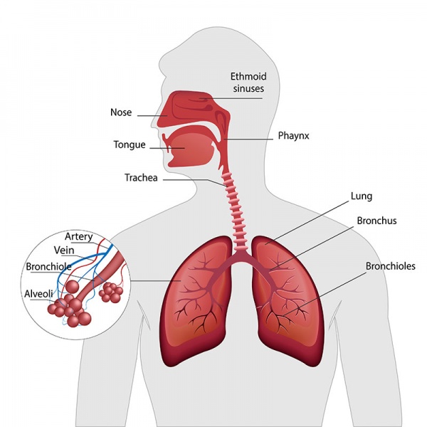 Datei:Bronchiolus.jpg