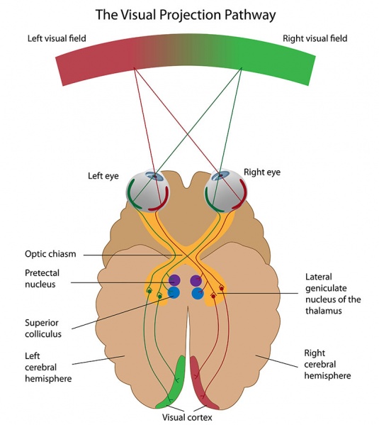 Datei:Chiasma opticum.jpg