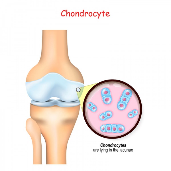 Datei:Chondrozyt.jpg