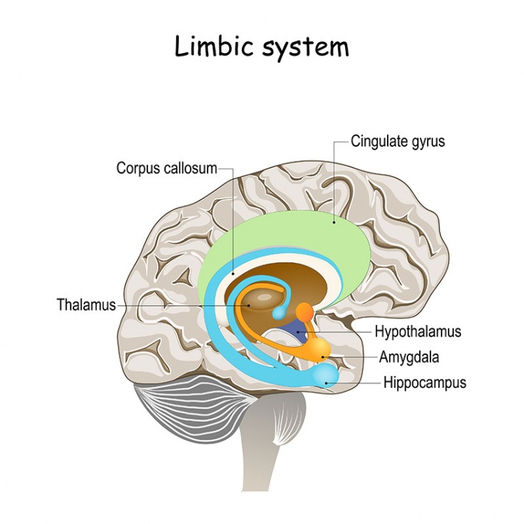 corpus-callosum-aufbau-funktion-krankheiten-medlexi-de