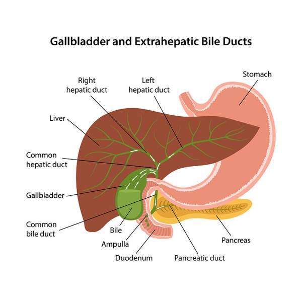 Datei:Ductus choledochus.jpg