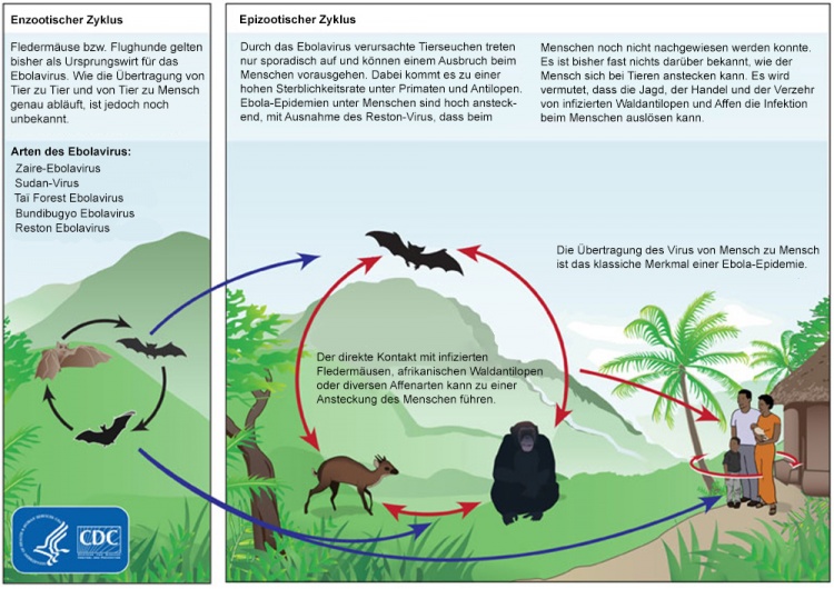 Ebola - Ursachen, Symptome & Behandlung | MedLexi.de