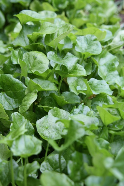 Echtes Löffelkraut Vorkommen, Inhaltsstoffe & Medizinische Verwendung