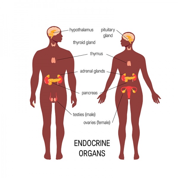 Datei:Endokrine Druesen.jpg