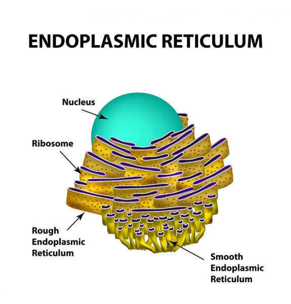 Datei:Endoplasmatisches Retikulum.jpg