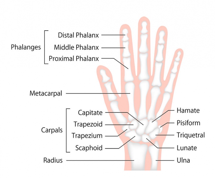 Datei:Fingerknochen.jpg