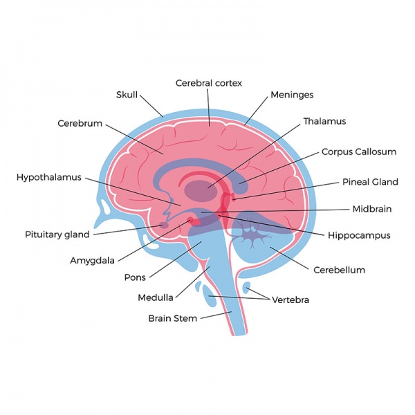 Datei:Fossa cranii posterior.jpg