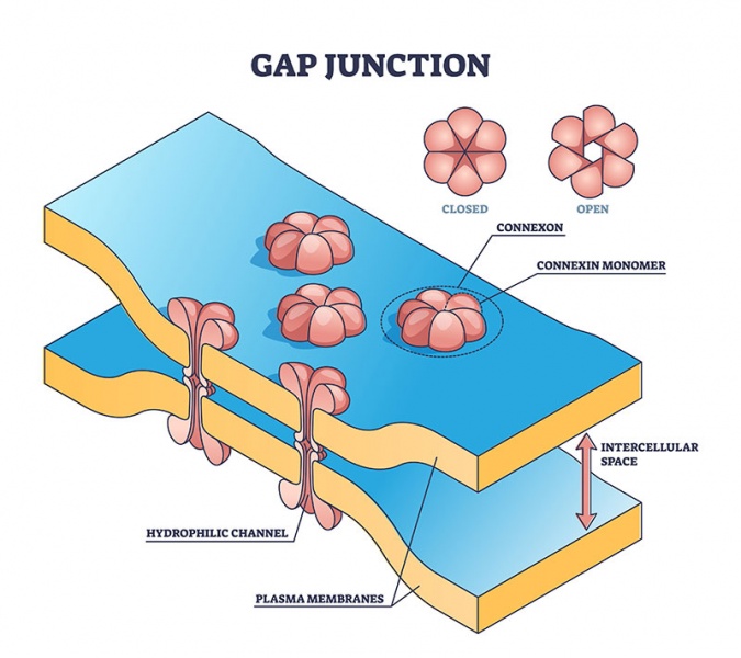 Datei:Gap Junction.jpg