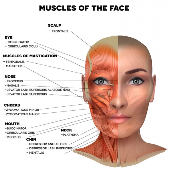 Datei:Gesichtsmuskeln.jpg