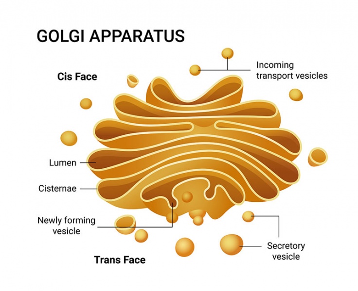 Datei:Golgi-Apparat.jpg