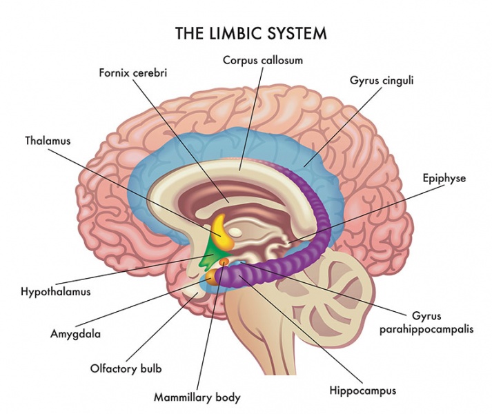 Datei:Hippocampus.jpg