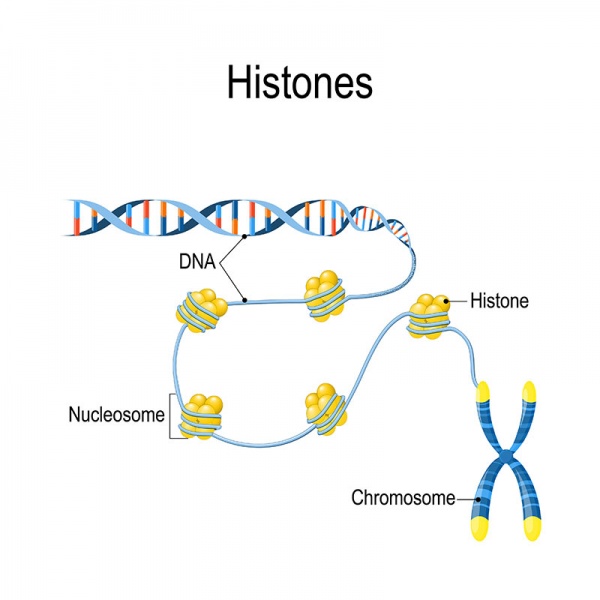 Datei:Histone.jpg