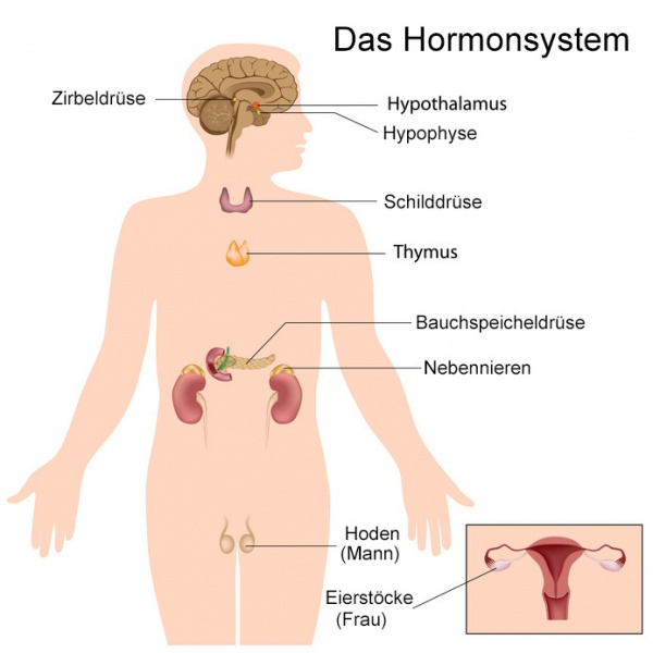 Datei:Hormonsystem.jpg