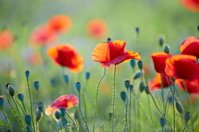 Klatschmohn Anwendung Behandlung Fur Gesundheit Medlexi De