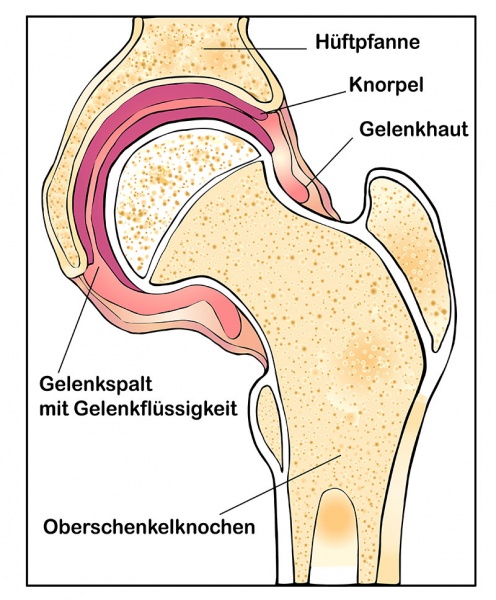 Datei:Knorpel.jpg