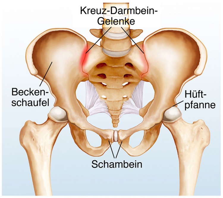 Was ist das Kreuzdarmbein?