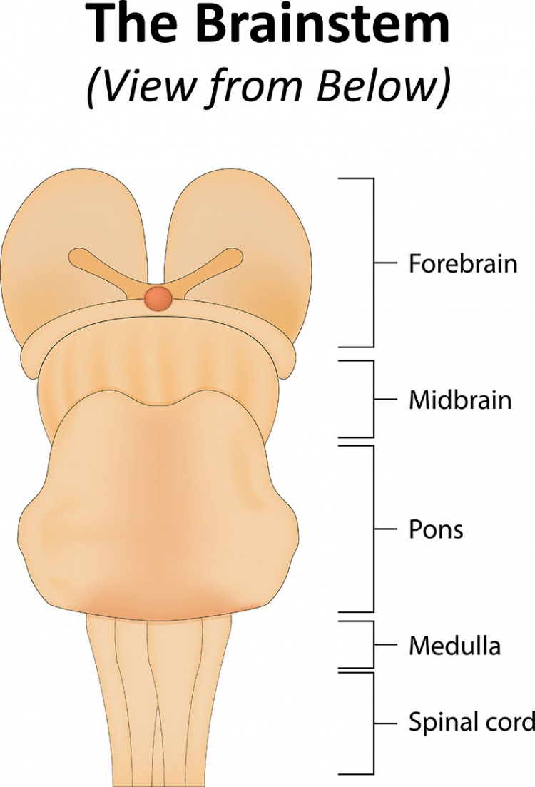 Medulla Oblongata Aufbau Funktion Krankheiten MedLexi de