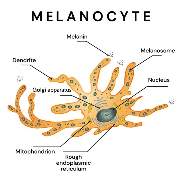 Datei:Melanozyten.jpg