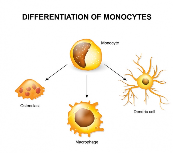 Datei:Monozyten.jpg