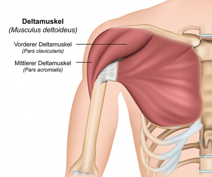 Datei:Musculus deltoideus.jpg