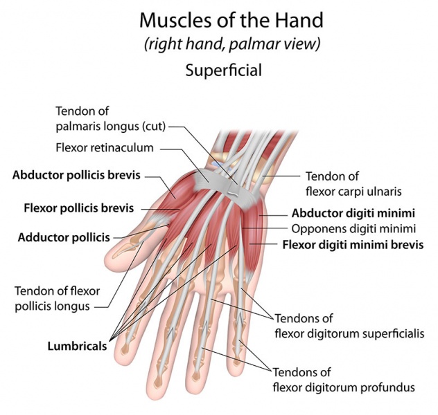 Datei:Musculus flexor pollicis brevis.jpg