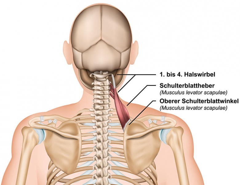 Datei:Musculus levator scapulae.jpg