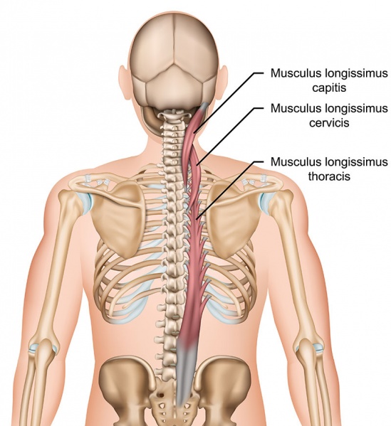 Datei:Musculus longissimus.jpg