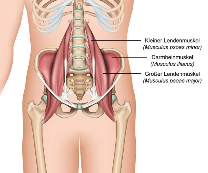 Datei:Musculus psoas major.jpg