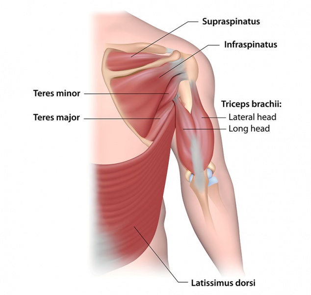 Datei:Musculus supraspinatus.jpg