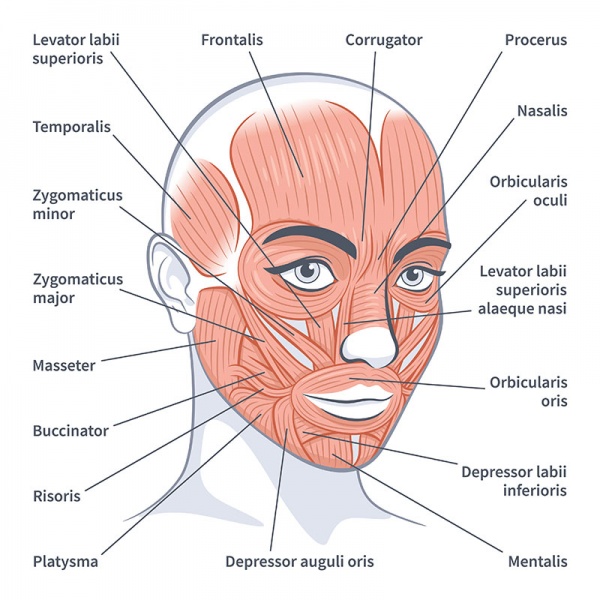 Datei:Musculus temporalis.jpg