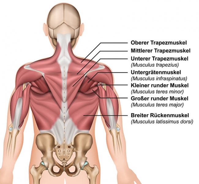 Datei:Musculus trapezius.jpg