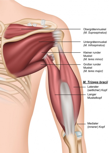 Datei:Musculus triceps brachii.jpg