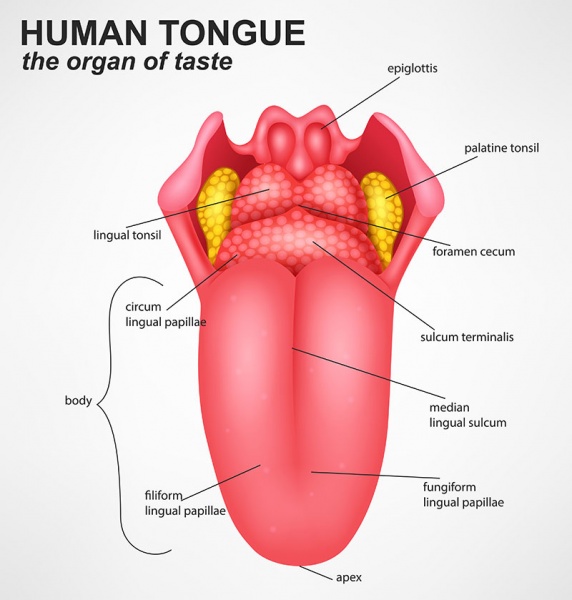 Datei:Musculus verticalis linguae.jpg