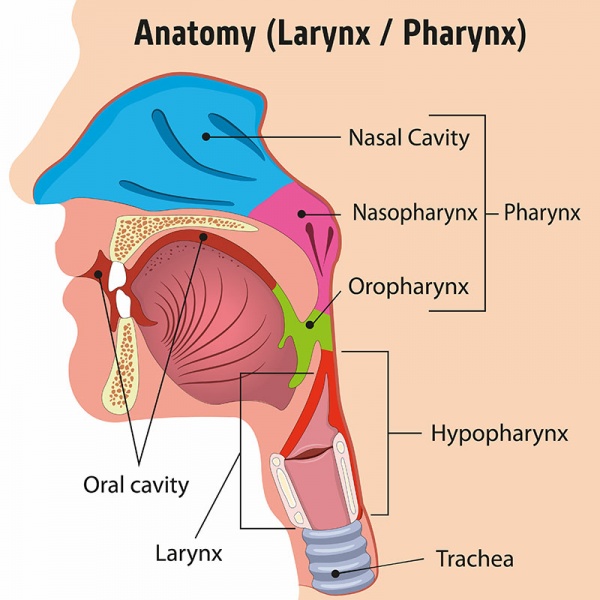 Datei:Nasopharynx.jpg