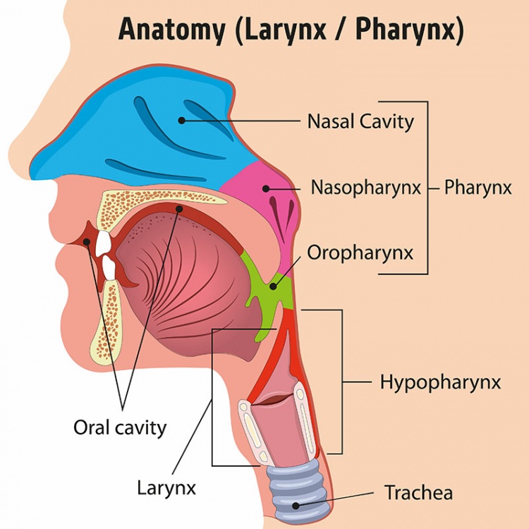 nasopharynx-aufbau-funktion-krankheiten-medlexi-de